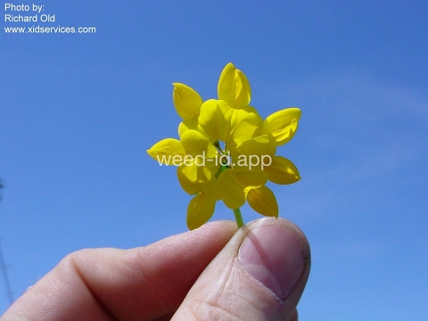 trefoil, birdsfoot